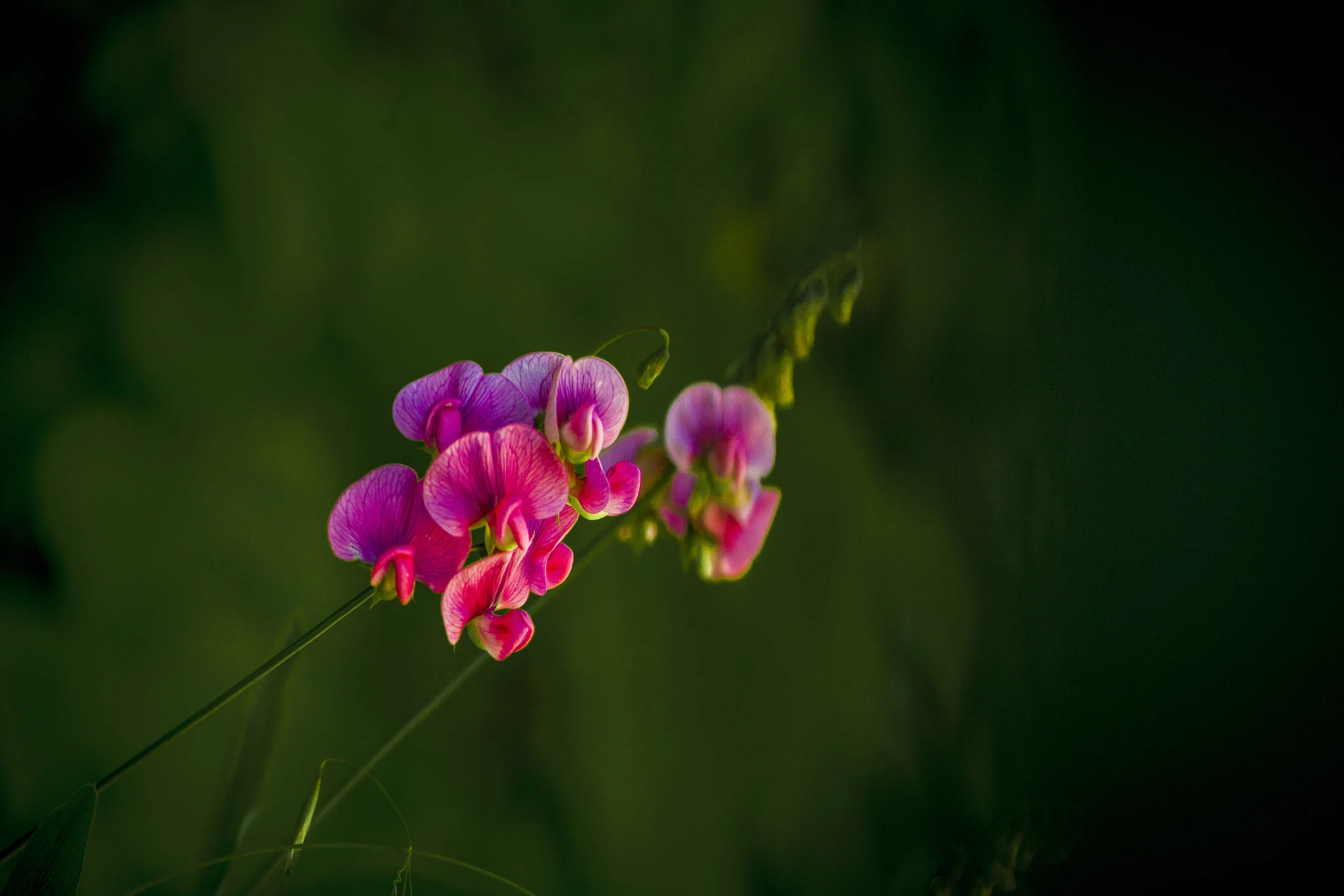 backyard_130.JPG