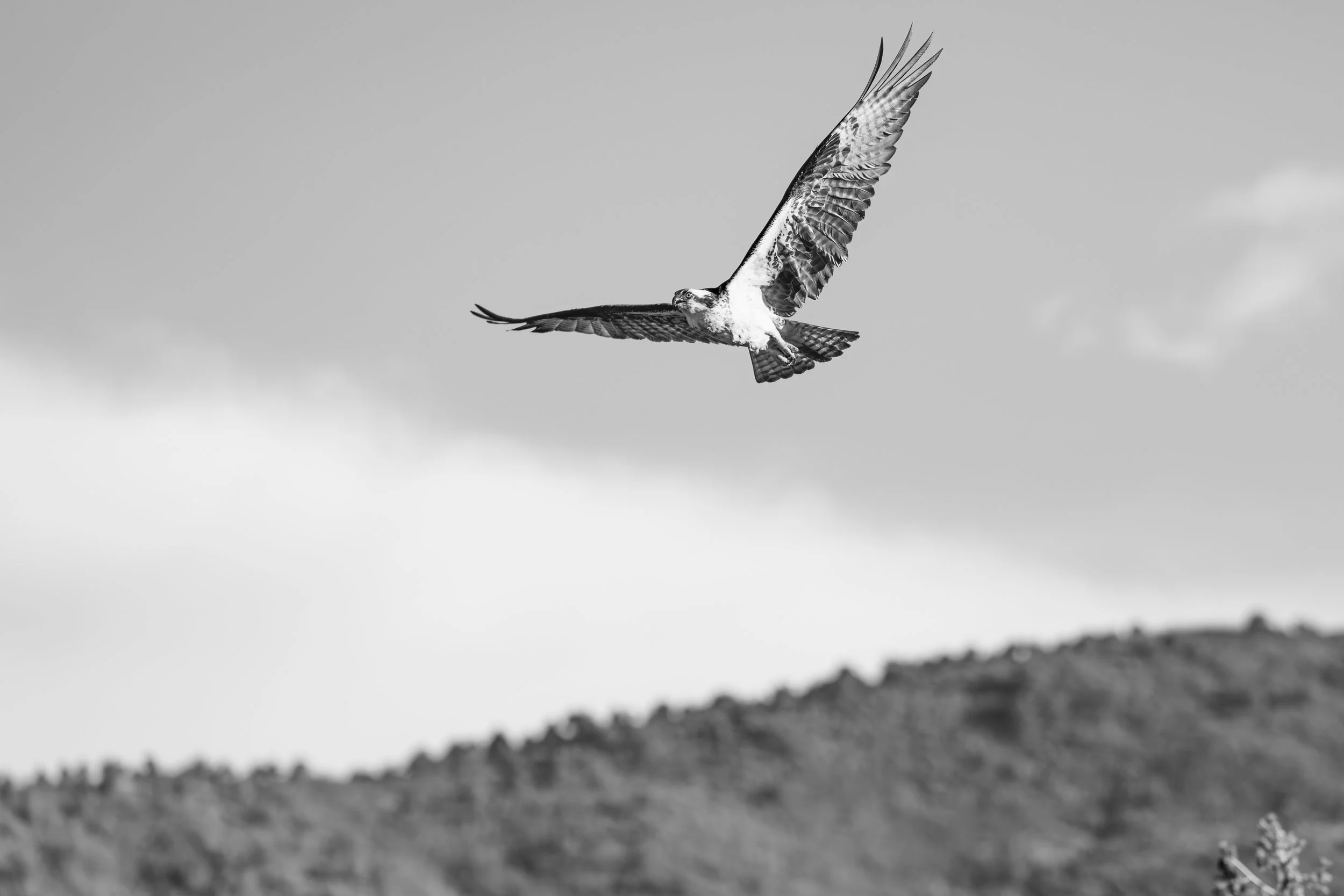 7G3A1351-Enhanced-NR.jpg