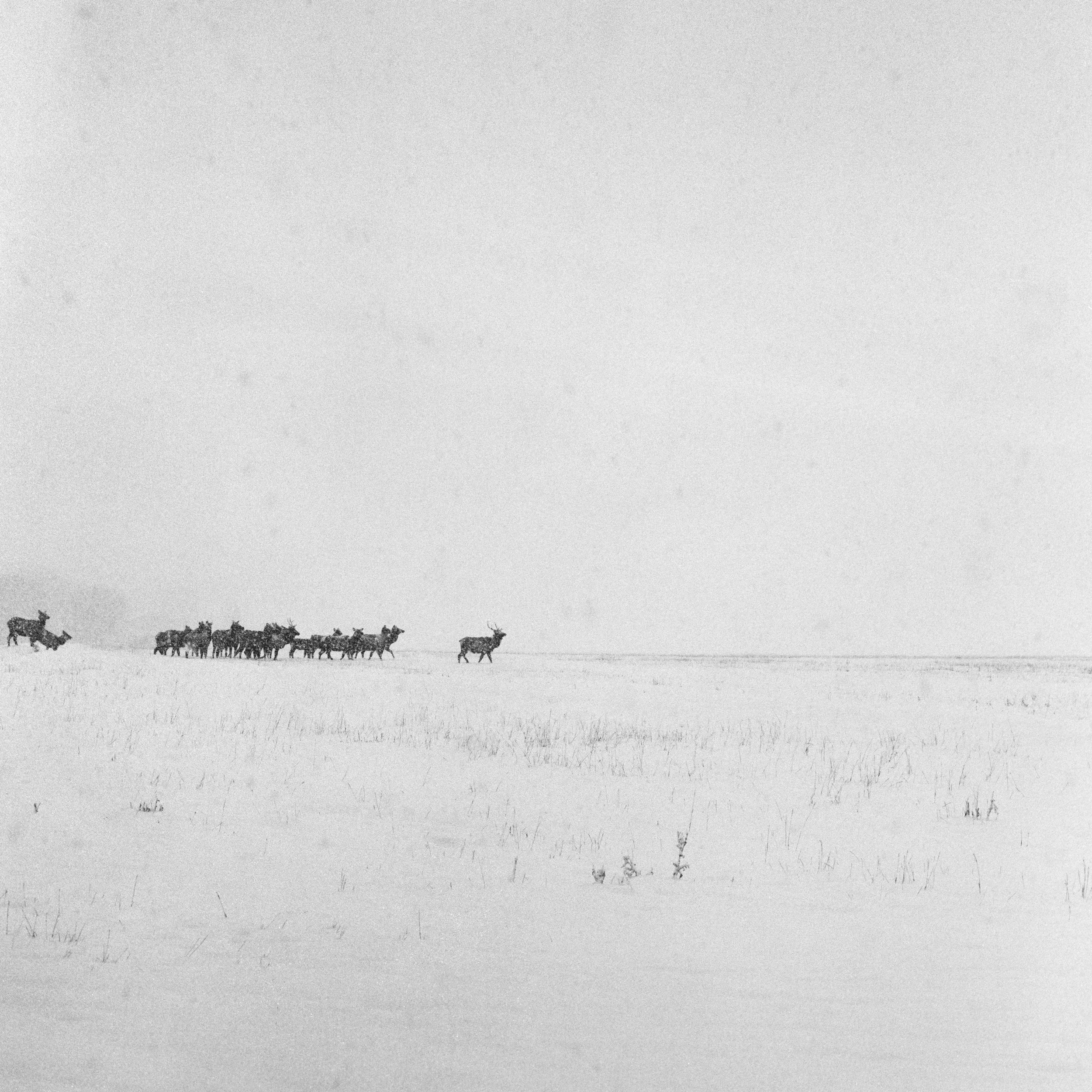 elk1-Edit.jpg