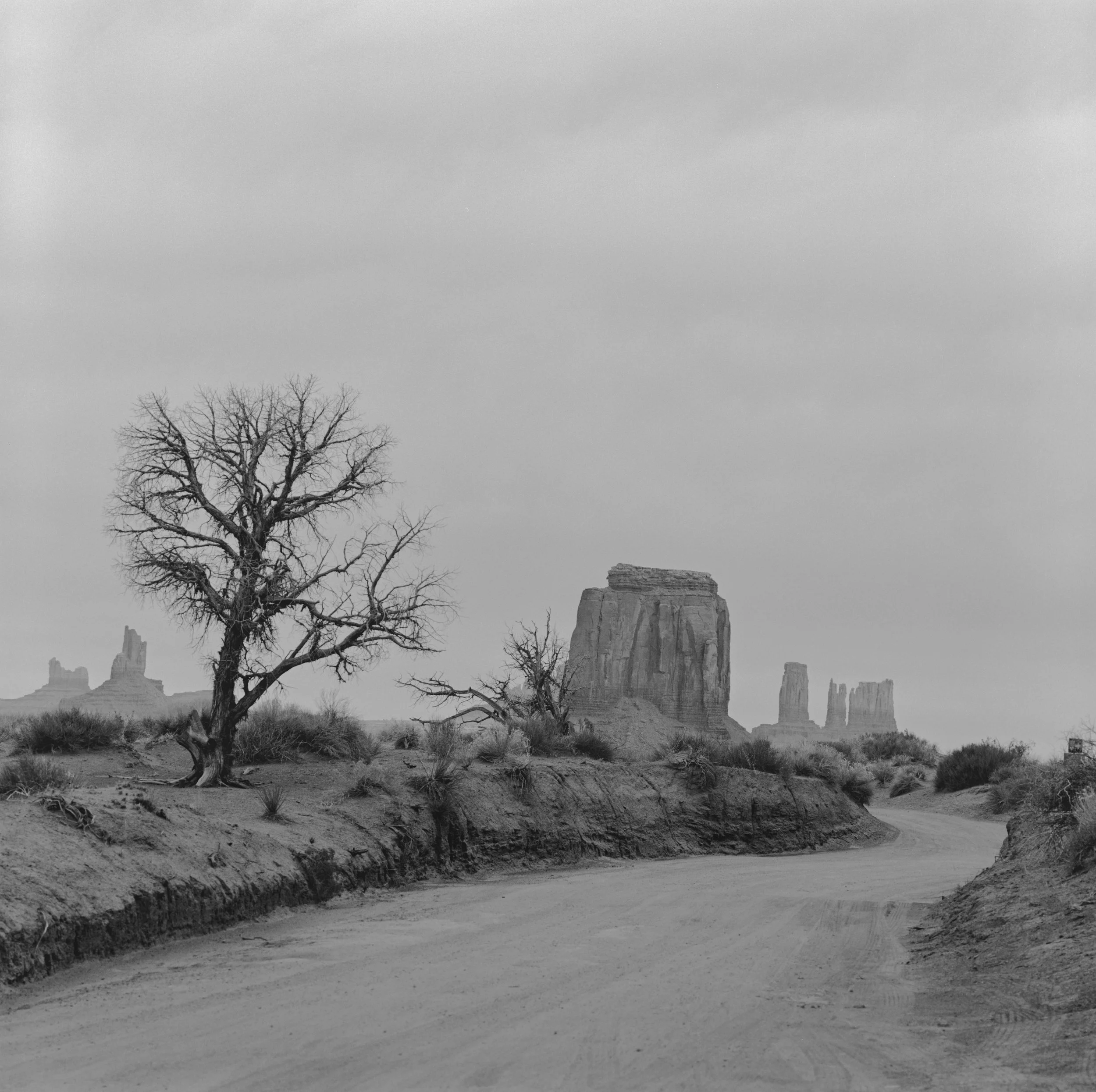 monument tree-Edit.jpg