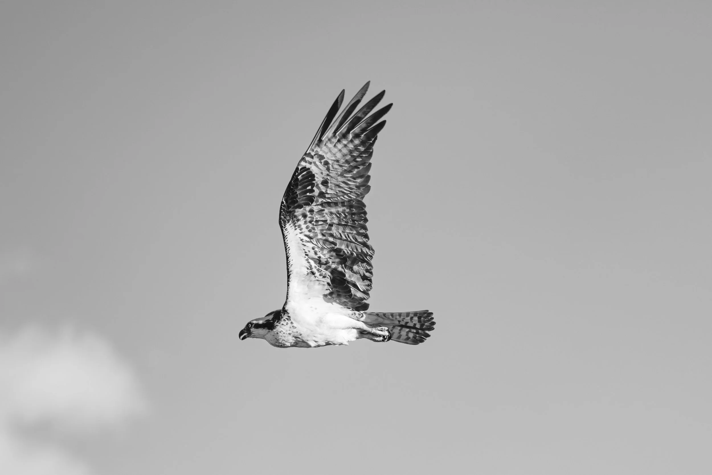 7G3A1354-Enhanced-NR.jpg