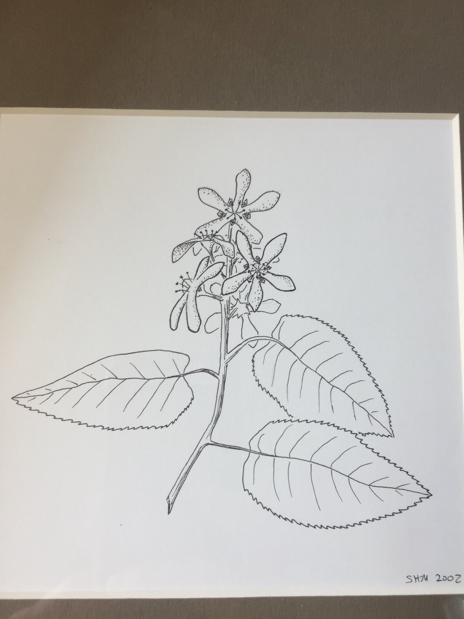 Shadbush aka Serviceberry