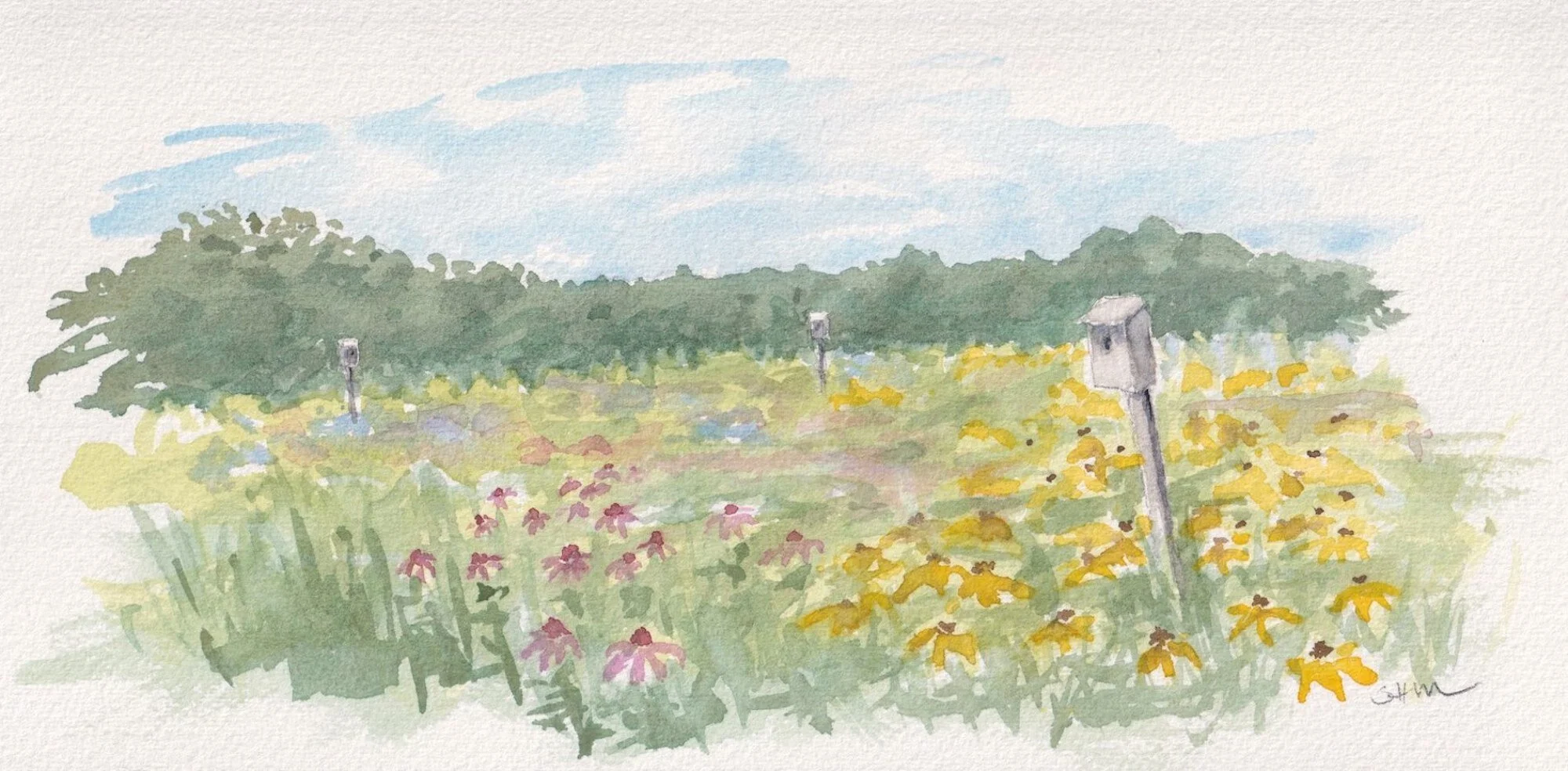 New England Native Meadow
