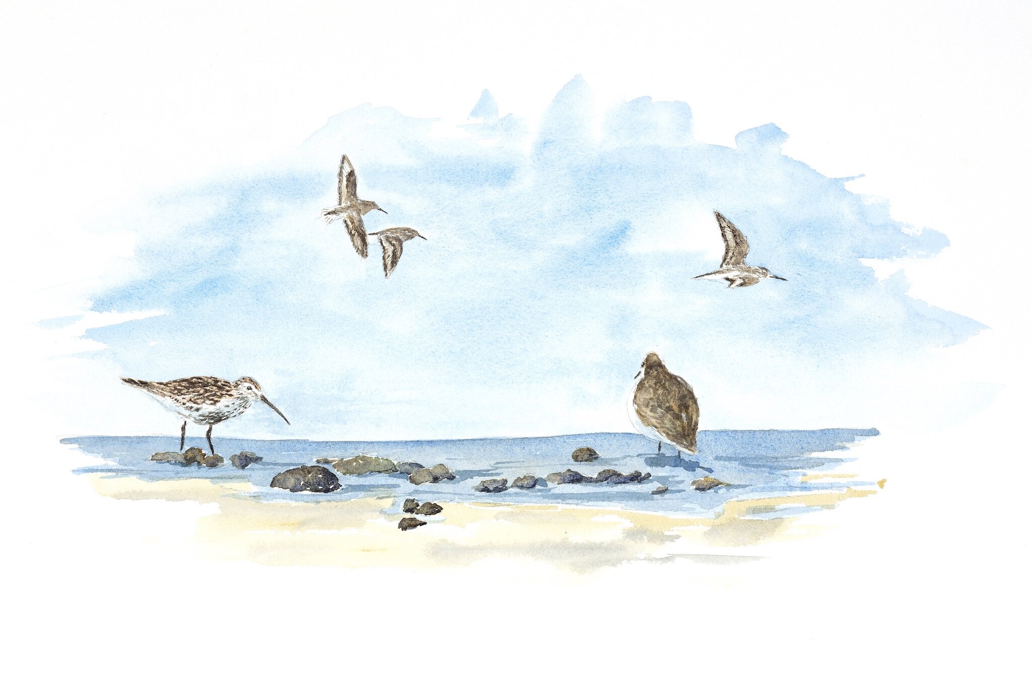 Dunlins