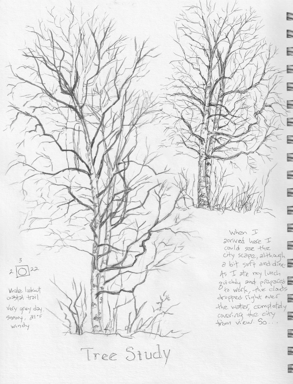 Winter tree study