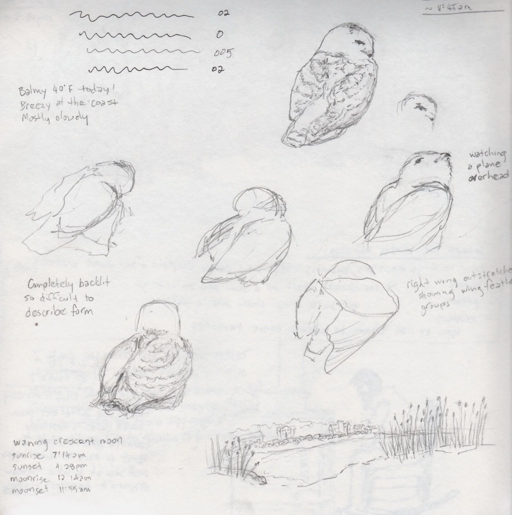 Snowy Owl Sketches