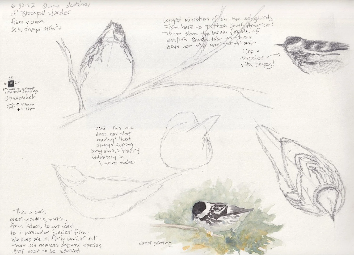 Blackpoll Warbler Studies