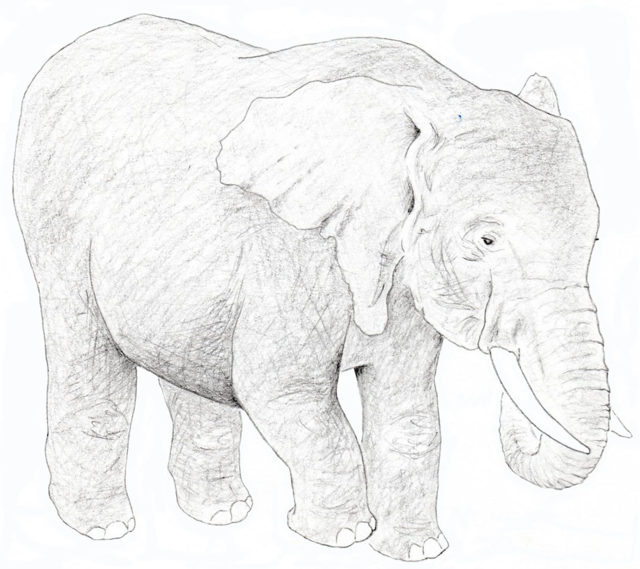 African Elephant