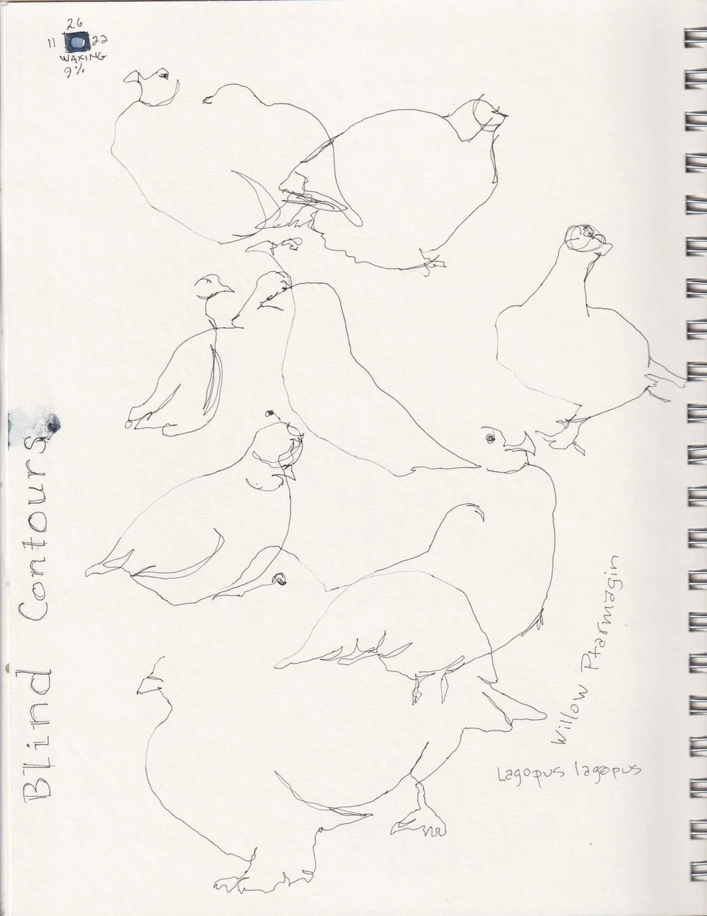 Ptarmagin Blind Contours.jpeg