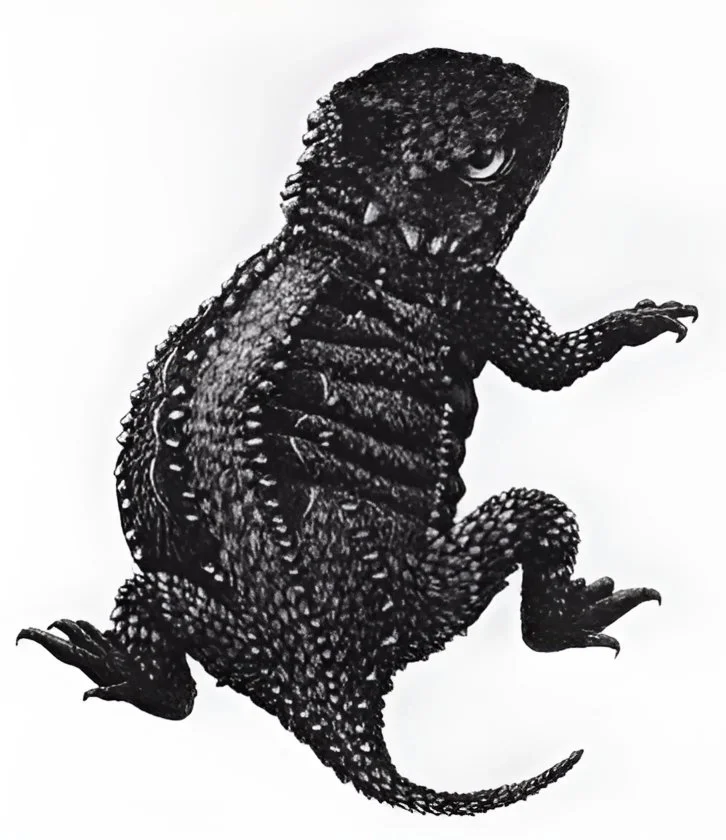 Illustration &amp; Design