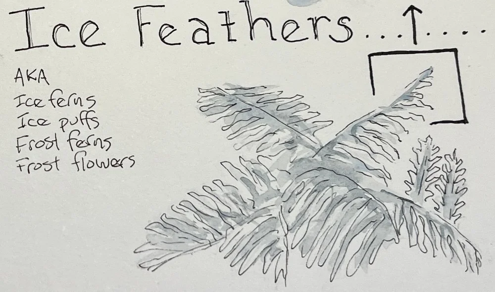ice feather cluster.jpeg