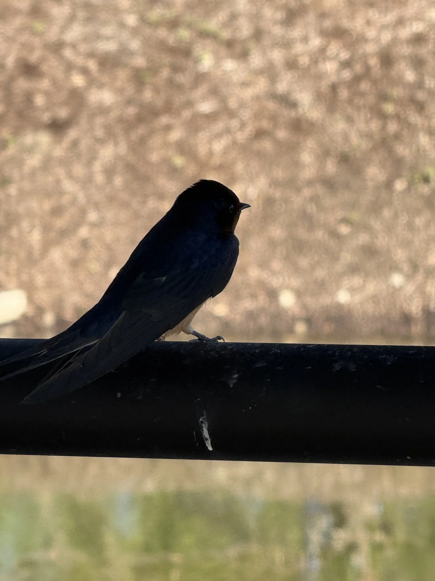 You Did What with Your Van?