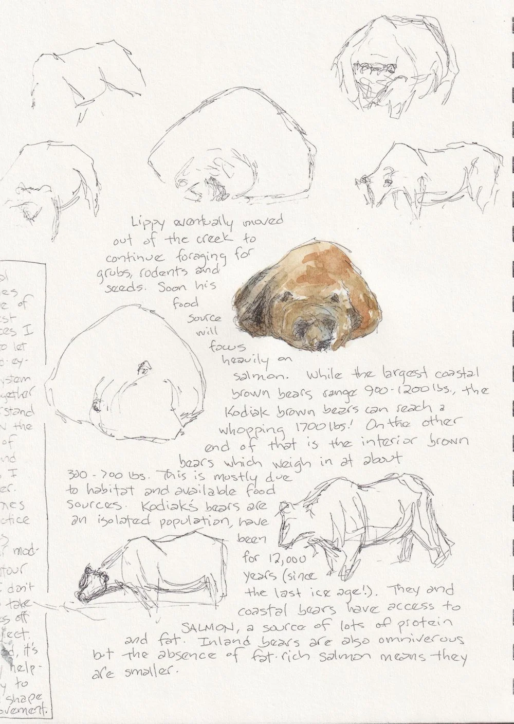 Brown Bear Studies