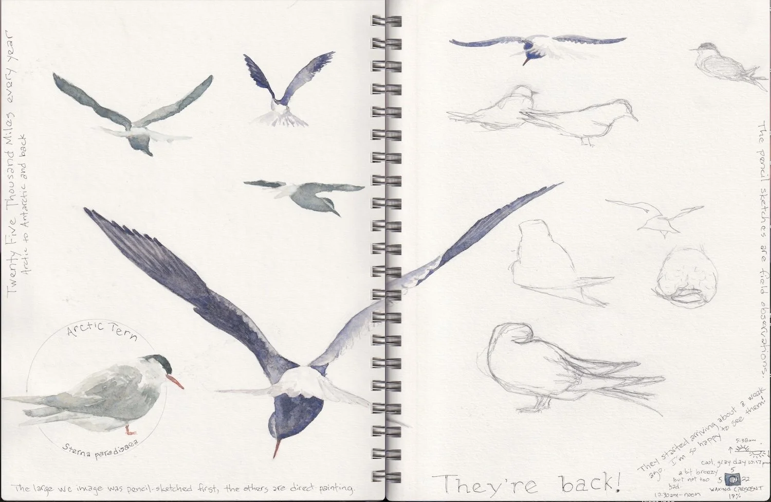 Arctic Tern Studies