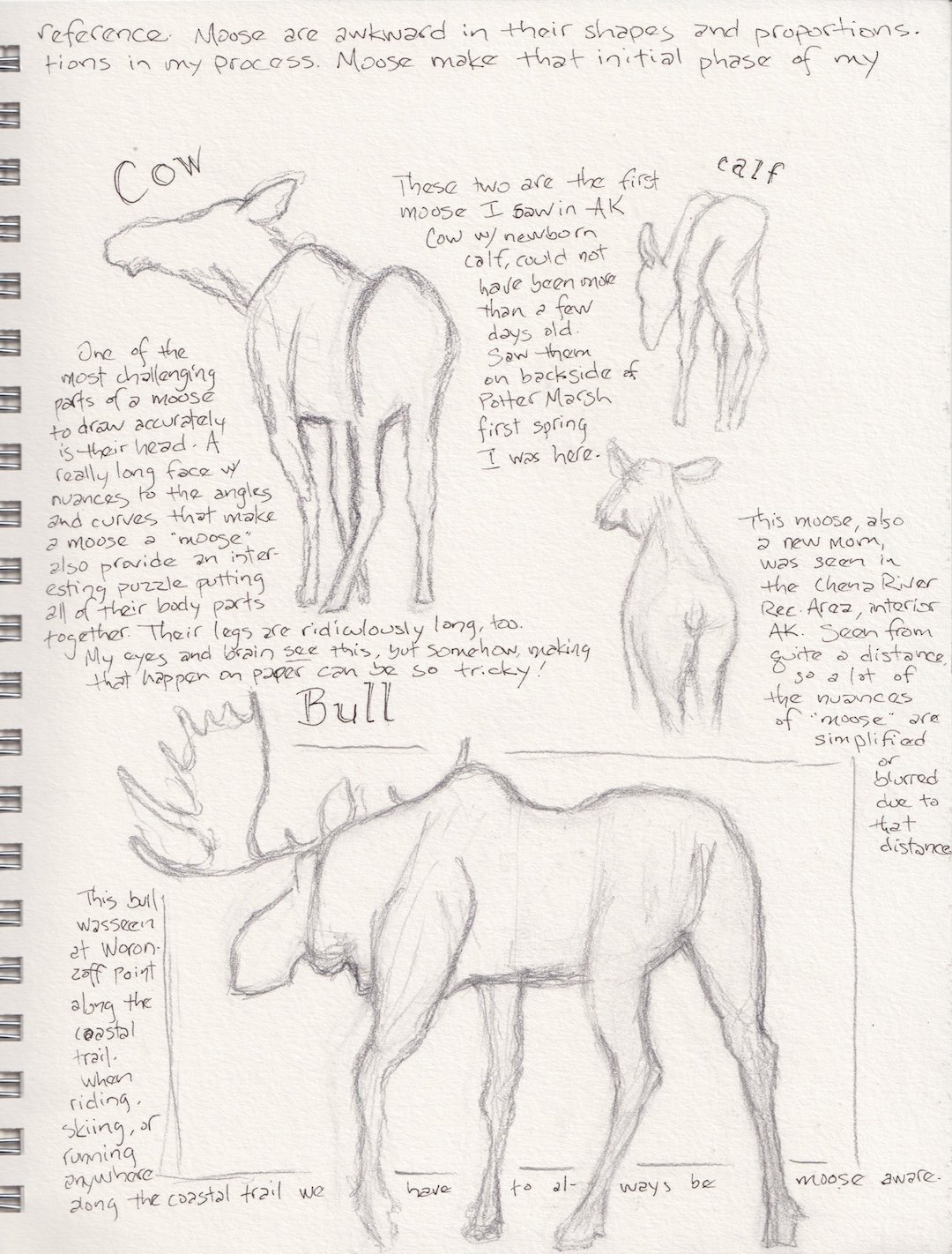 Moose studies