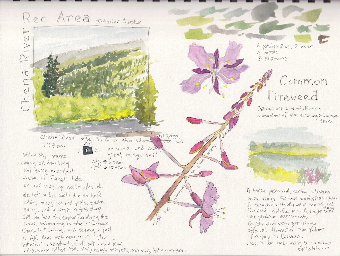 Fireweed study