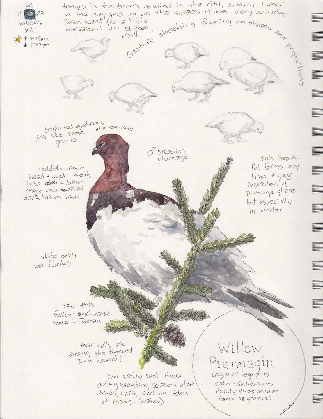 Willow Ptarmigan Studies (left side of double-page spread))