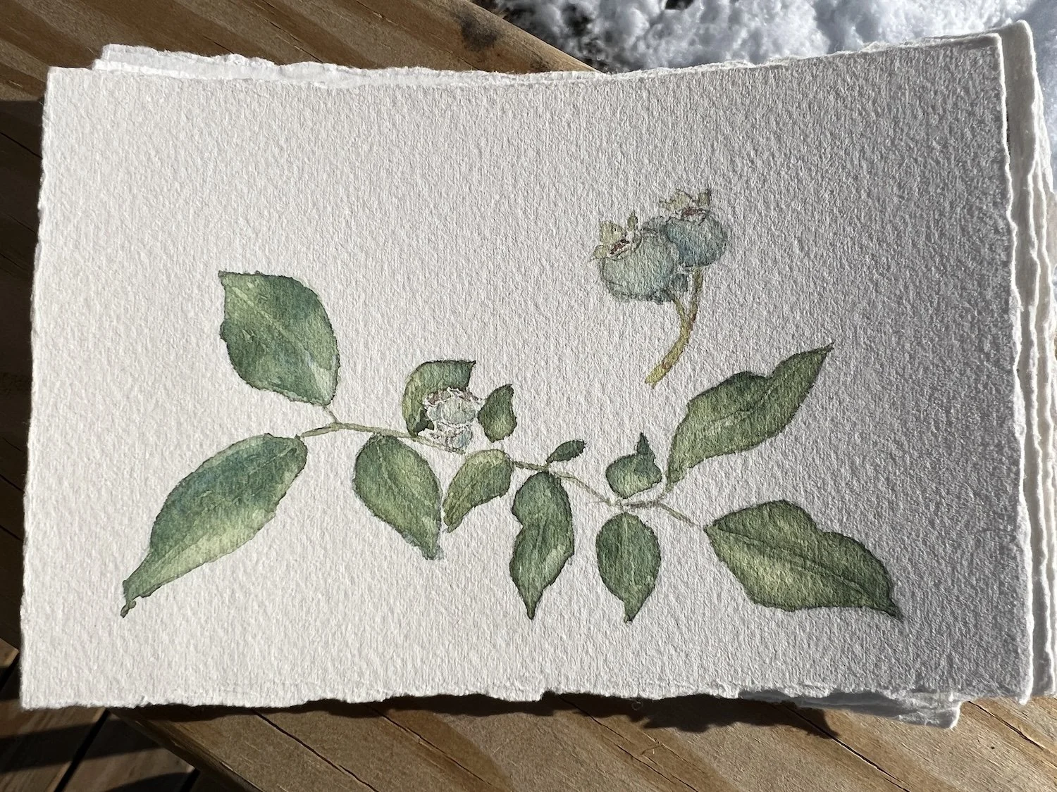 Early Wild Blueberries