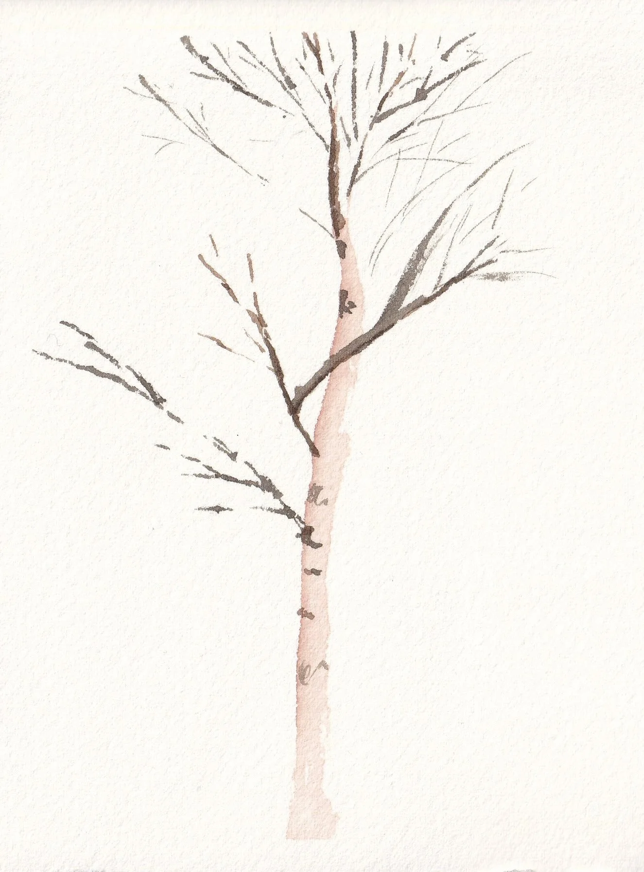 Winter Birch