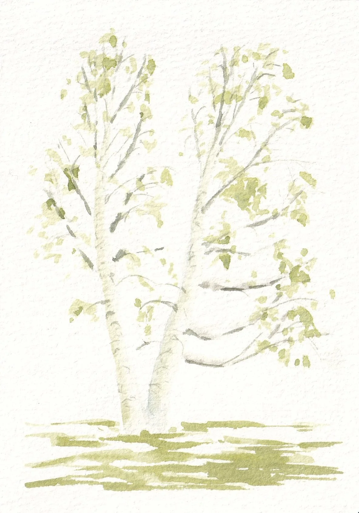 Spring Birch