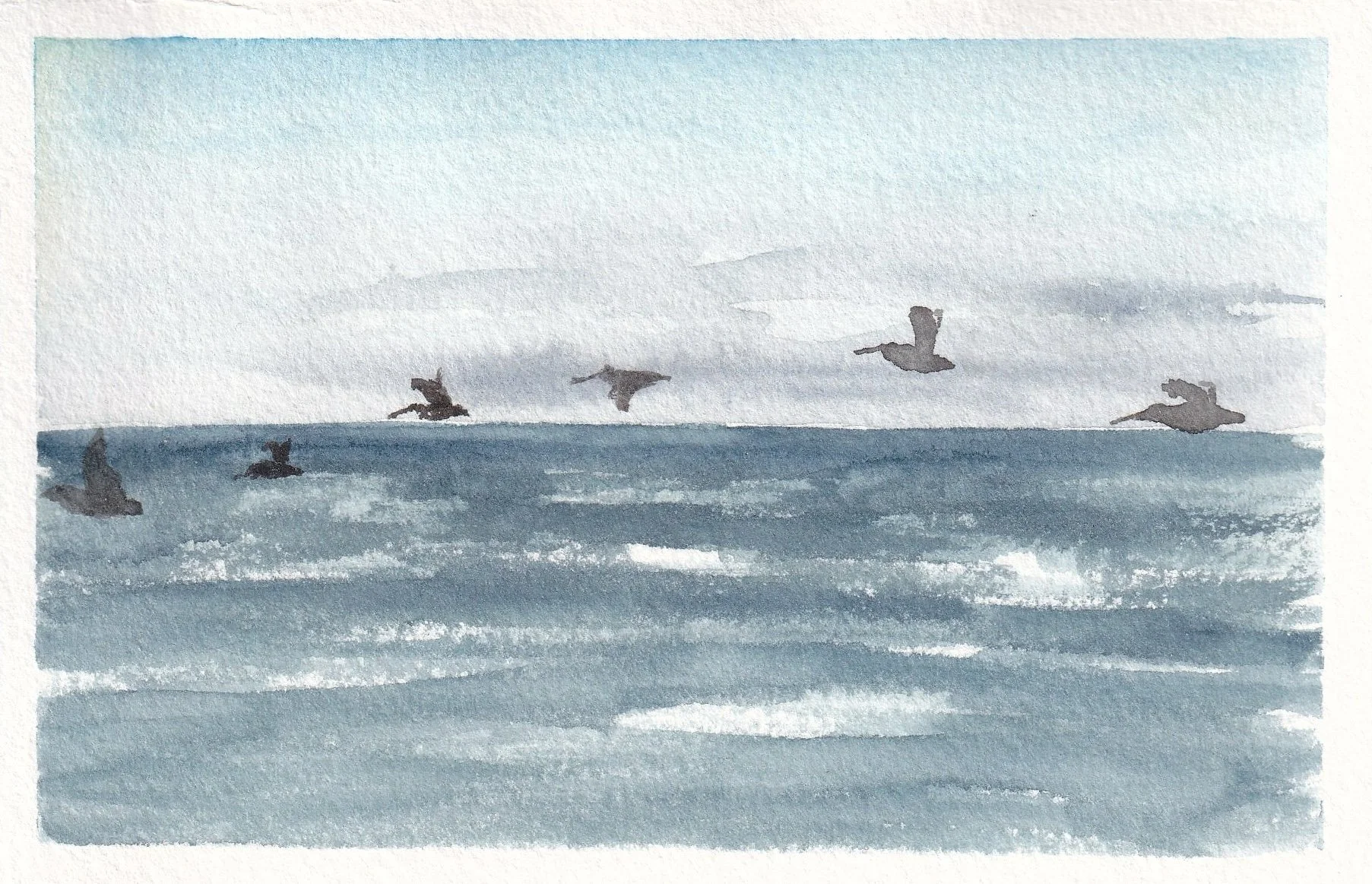 Brown Pelicans