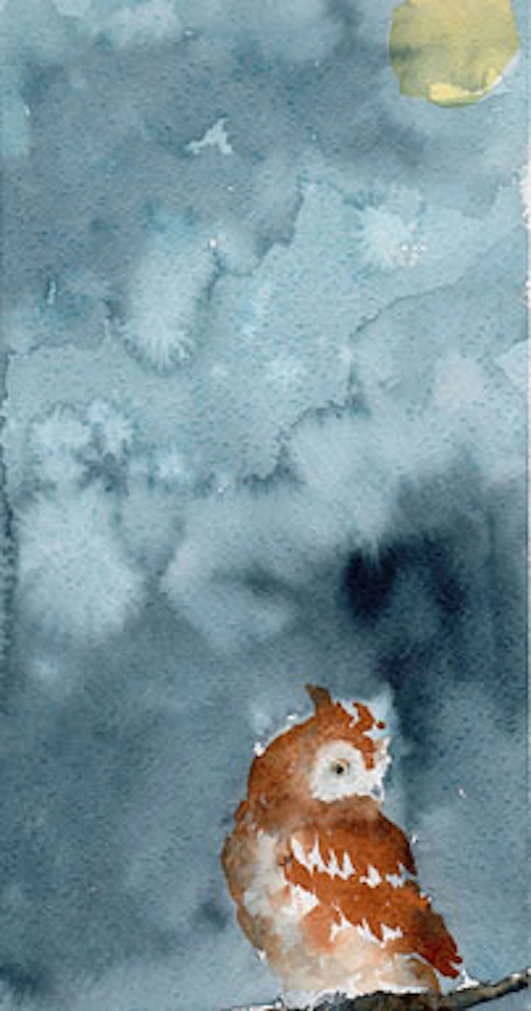 ©SMcDermott Eastern Screech Owl.jpeg