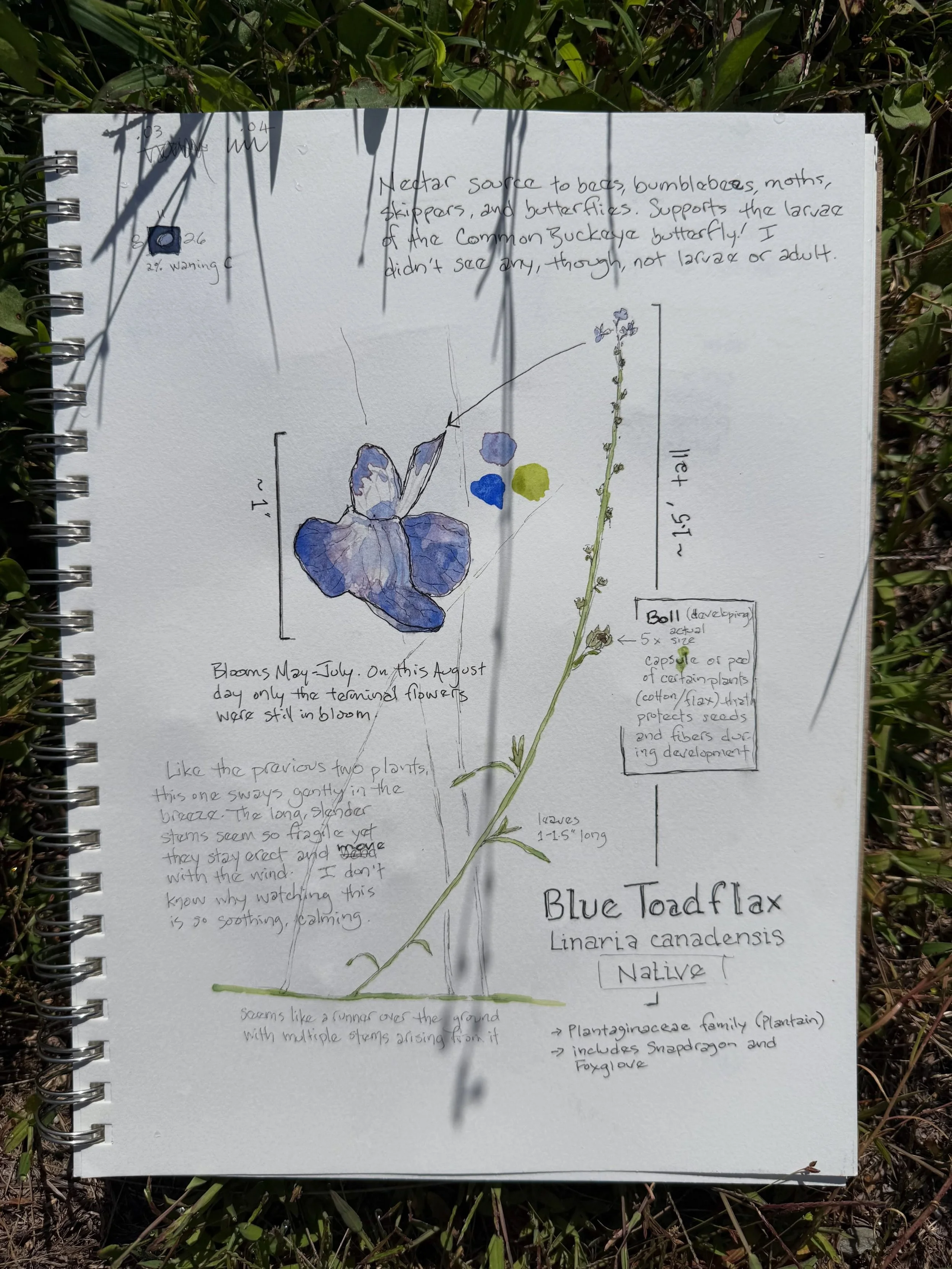 Fieldsketching my land.

A couple weeks ago I shared about letting part of my yard grow wild and tangled. I bought this property last winter on moving home from AK, and didn't have a lawn mower yet.

Here's a little more to that story.

Knowing the b