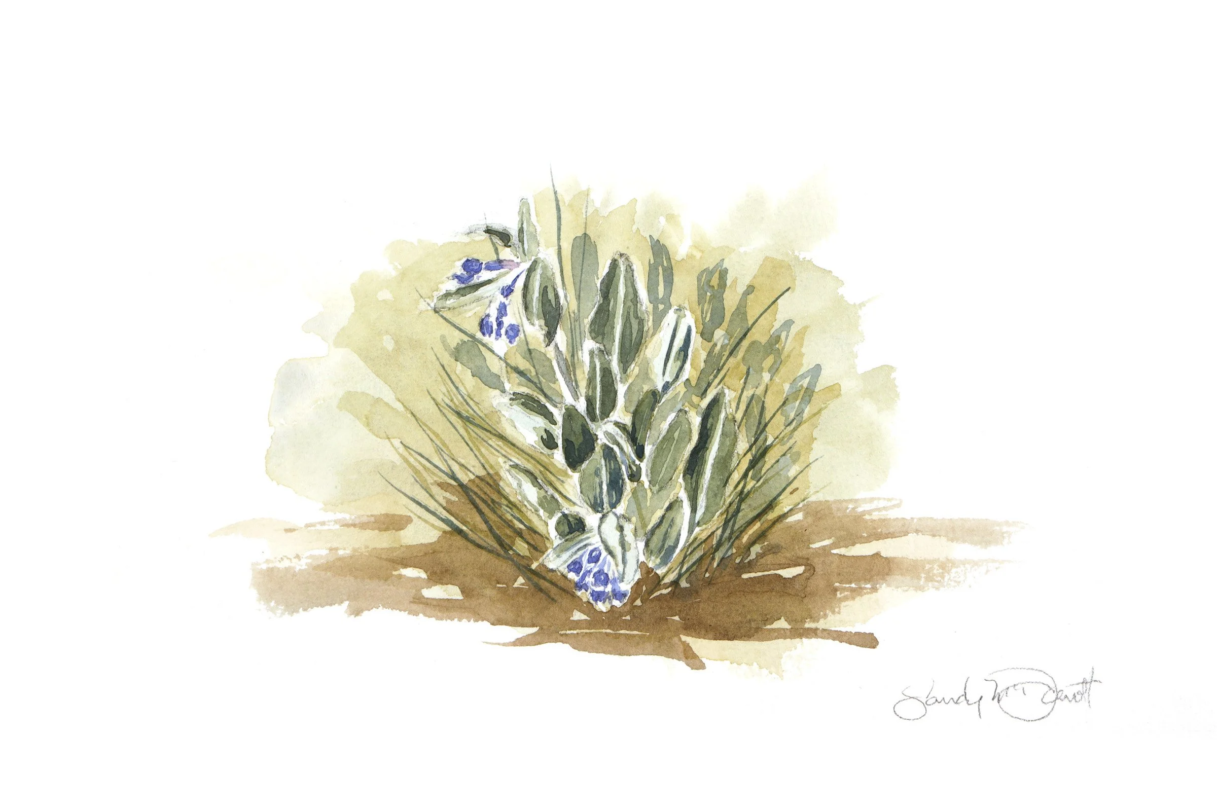 Prairie Bluebells low res.jpeg