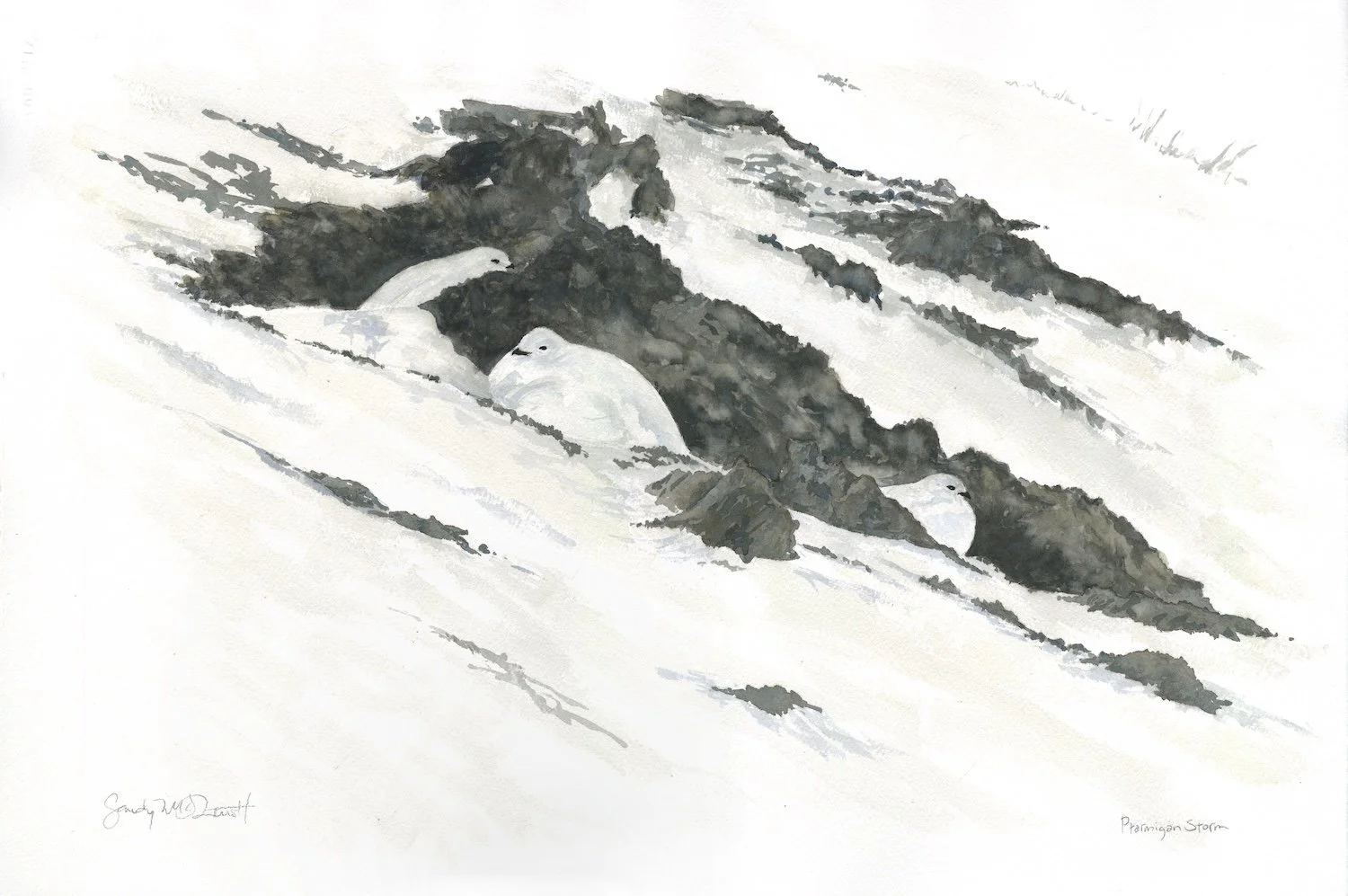 Ptarmigan Storm