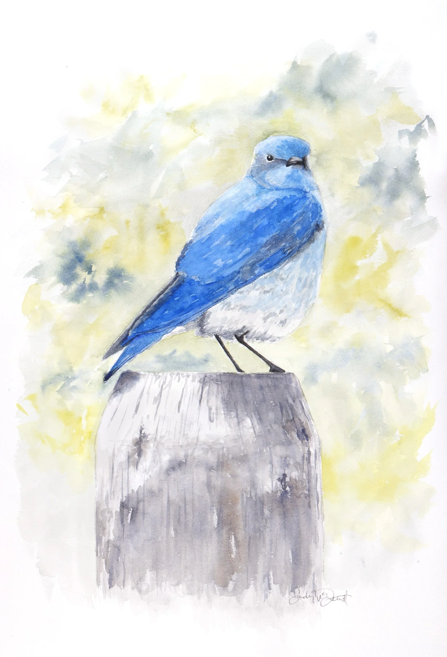 Mountain Bluebird Limited Edition Print
