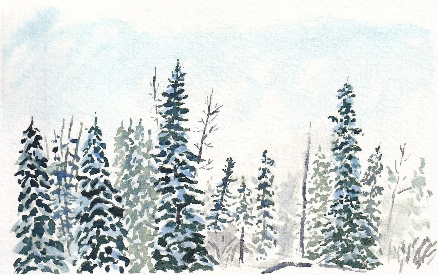 Black Spruces web.jpeg