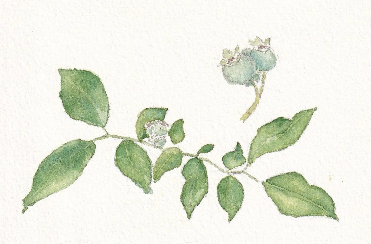 Early Wild Blueberries