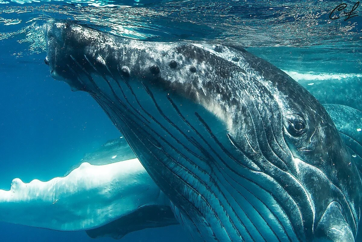 clarks in motion sea