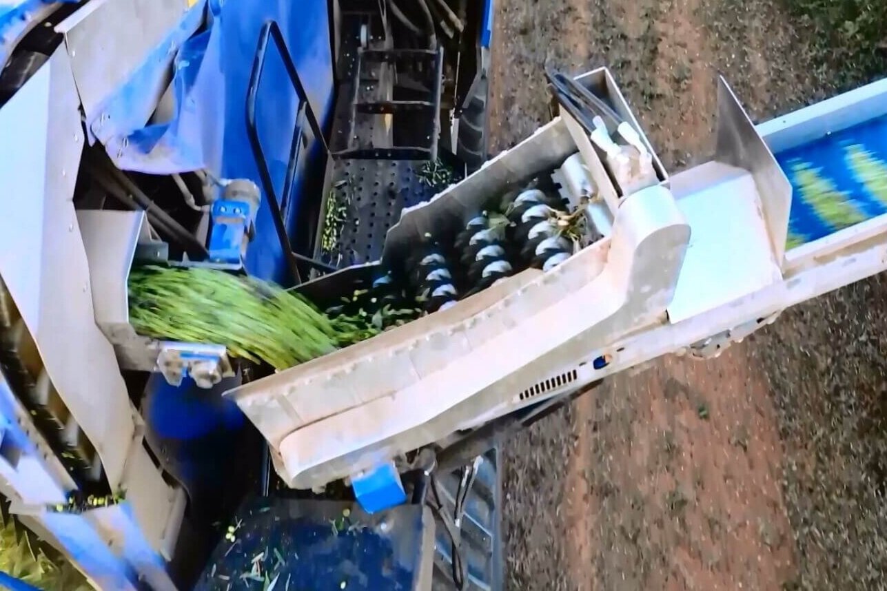 Olive Harvester Sorting System