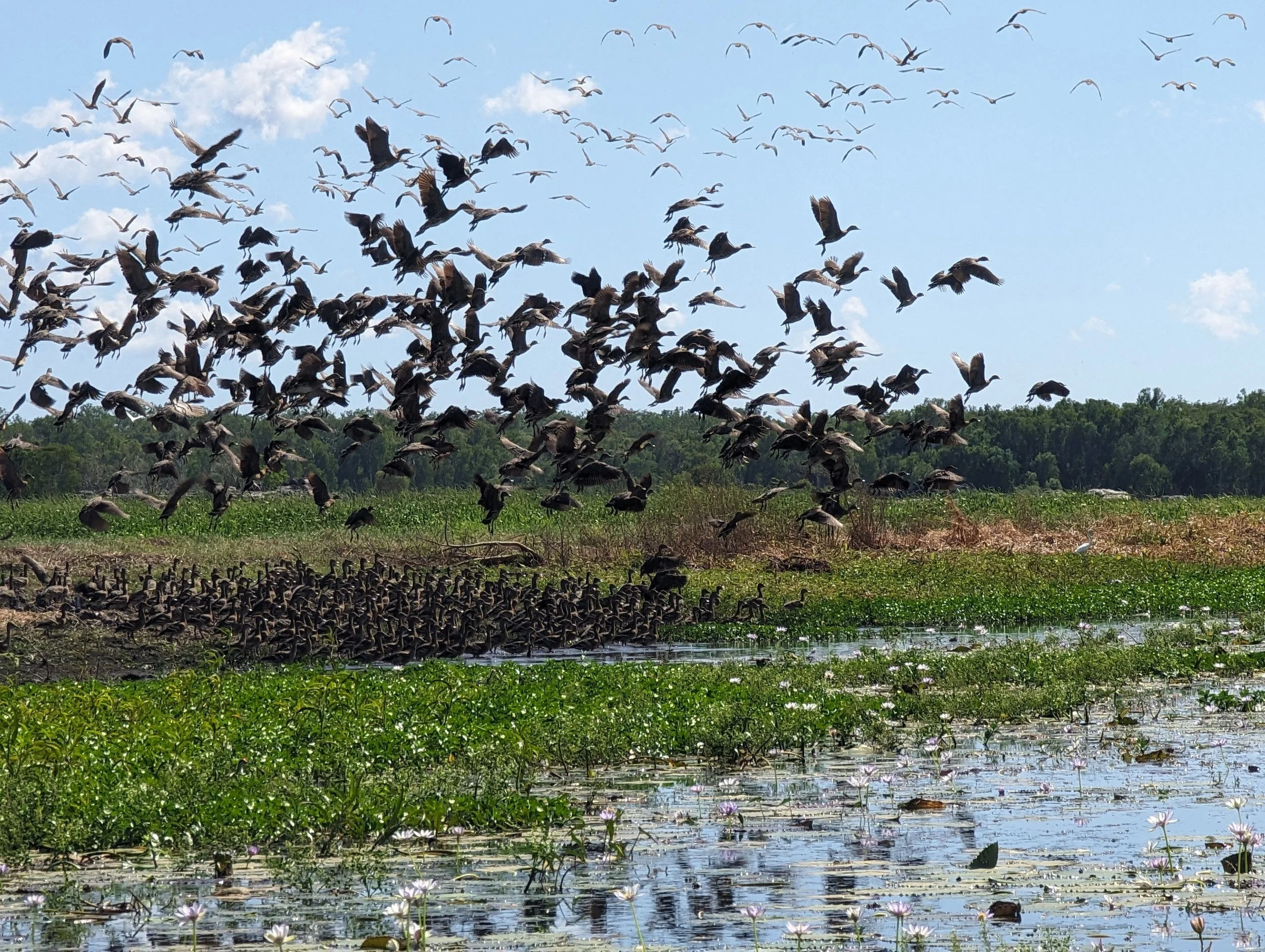 Whistling Ducks Mt Borradaile West Arnhem Land