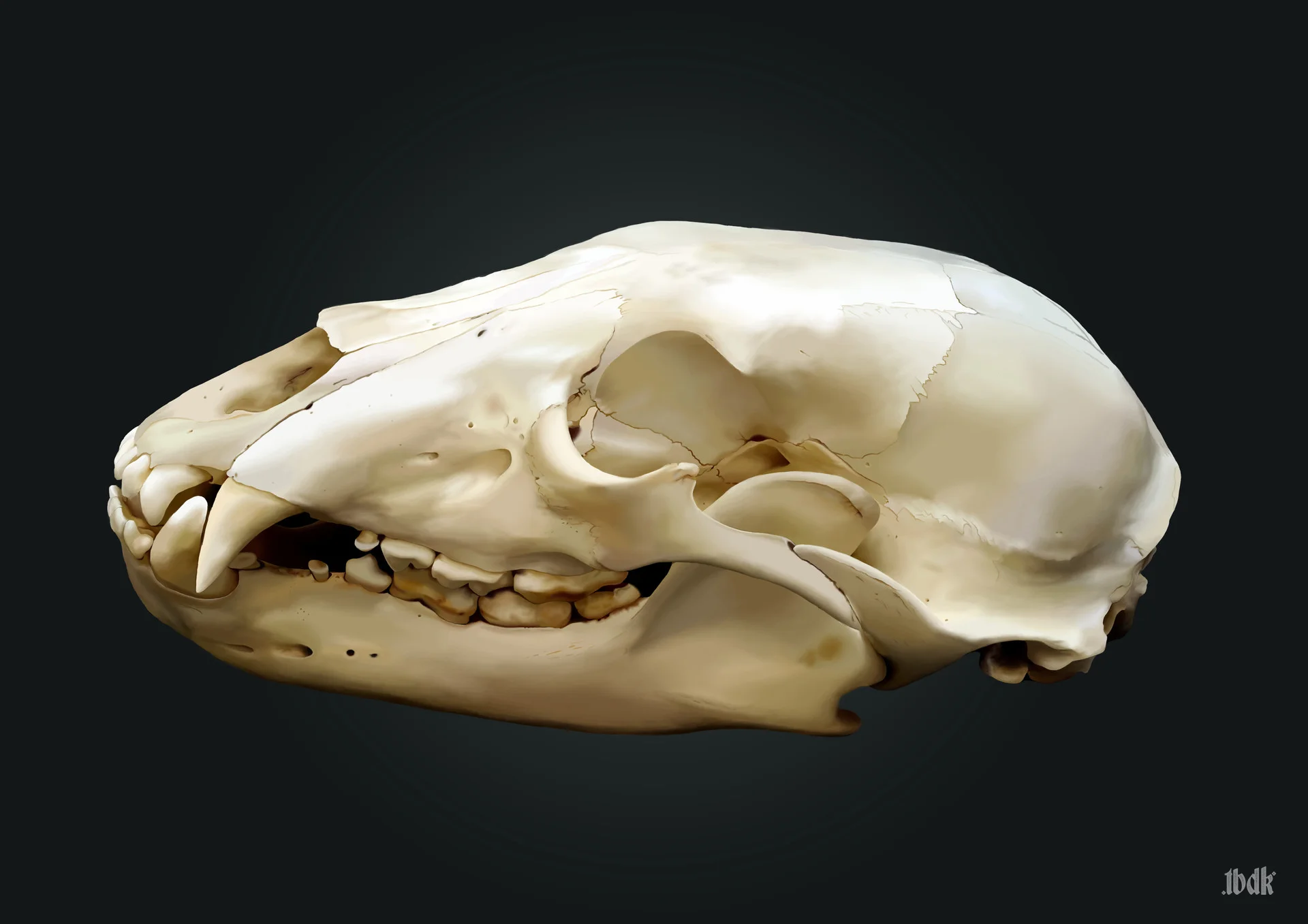 BearSkull.jpg