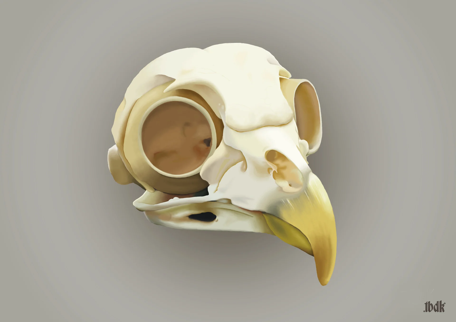 BirdSkull.jpg