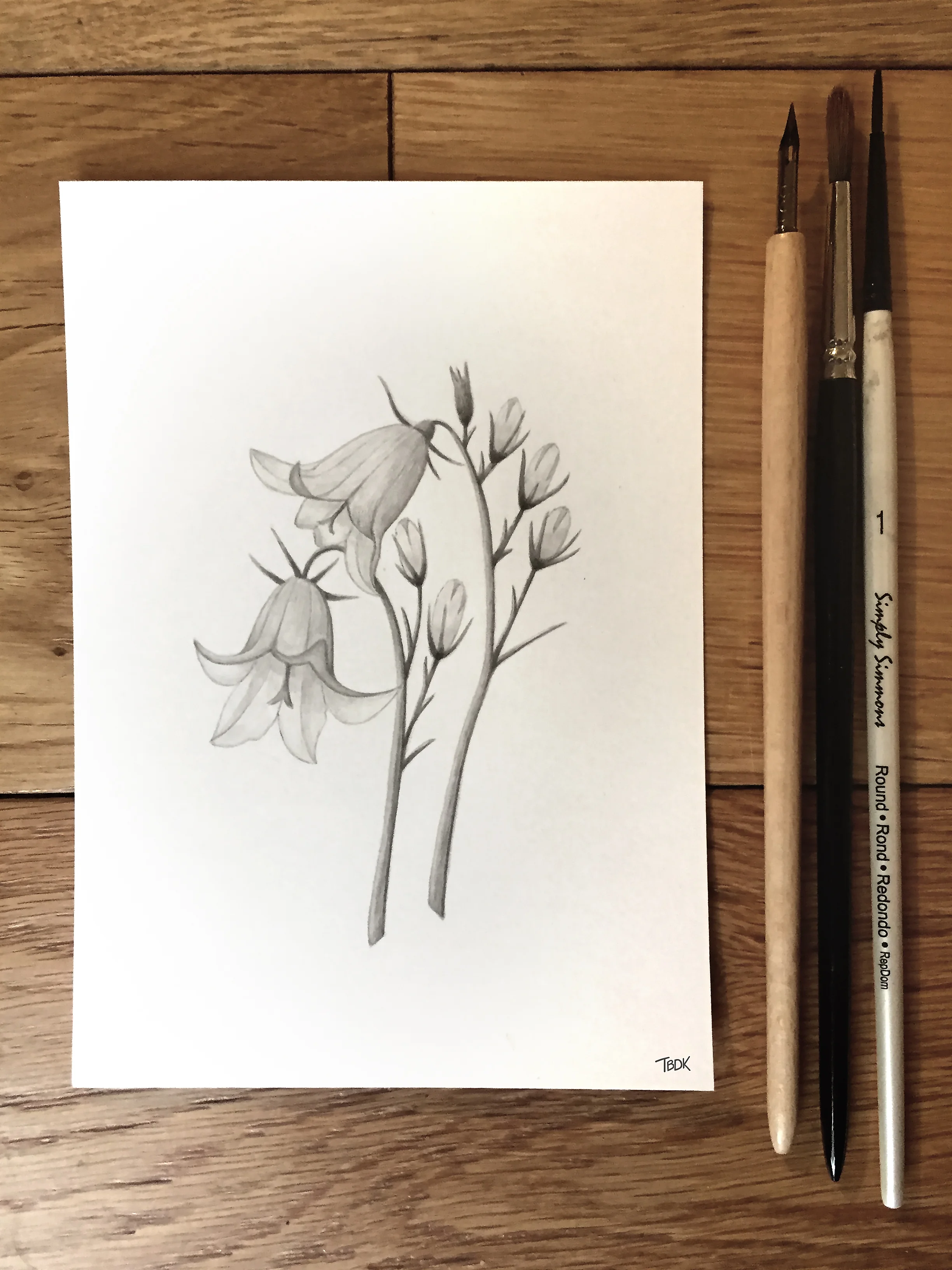 #09_Campanula_Rotundifolia.jpg