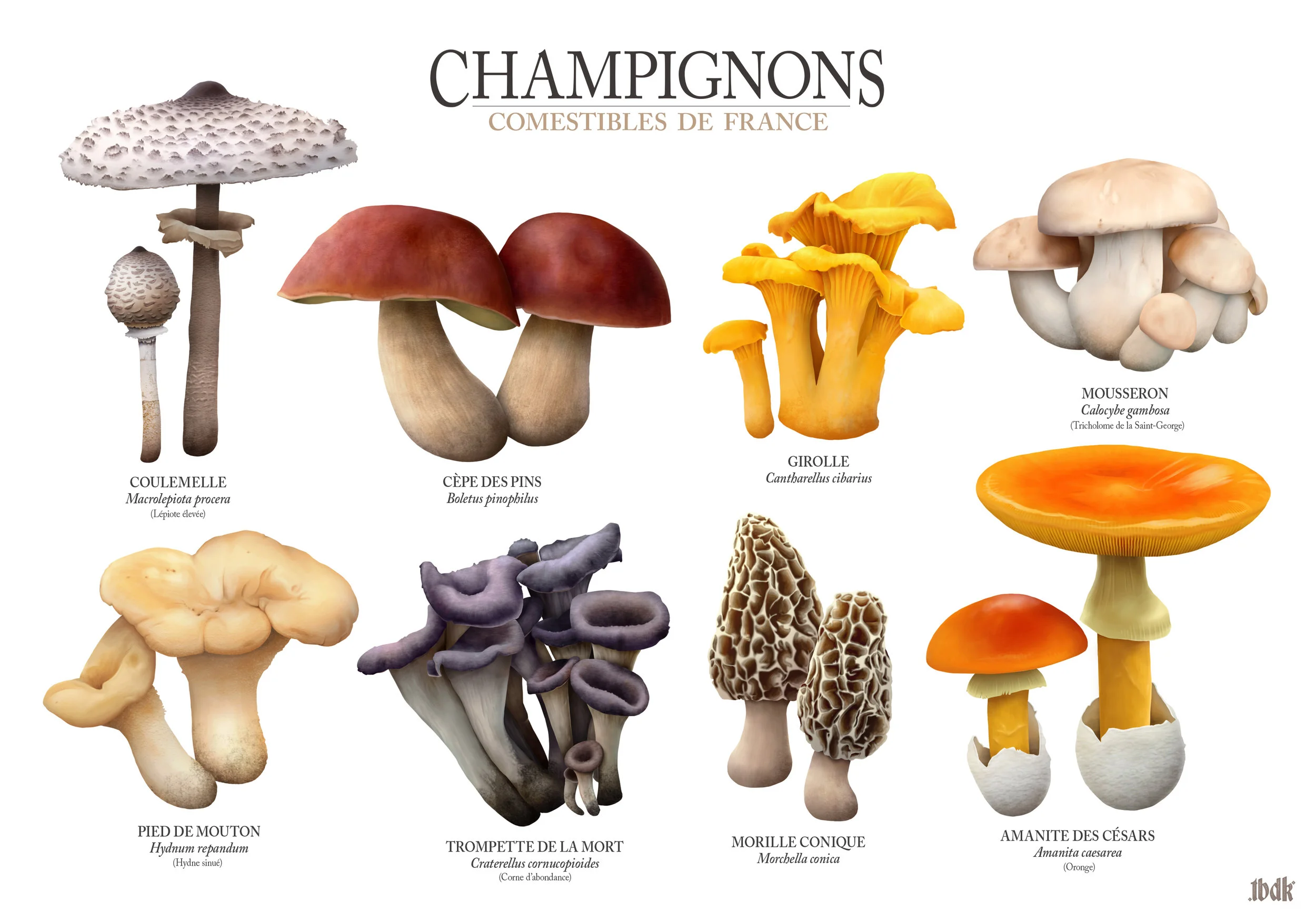 Mushrooms.jpg