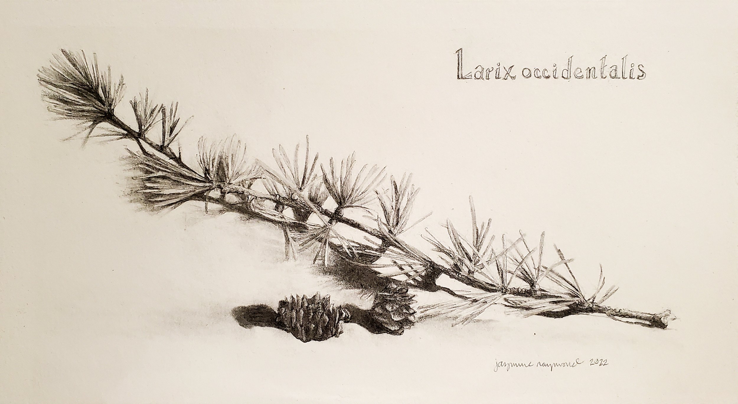 Larix occidentalis