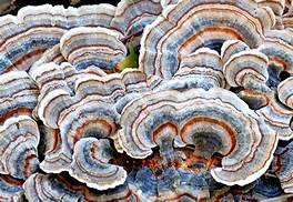 Mushrooms - a Food or Medicine?