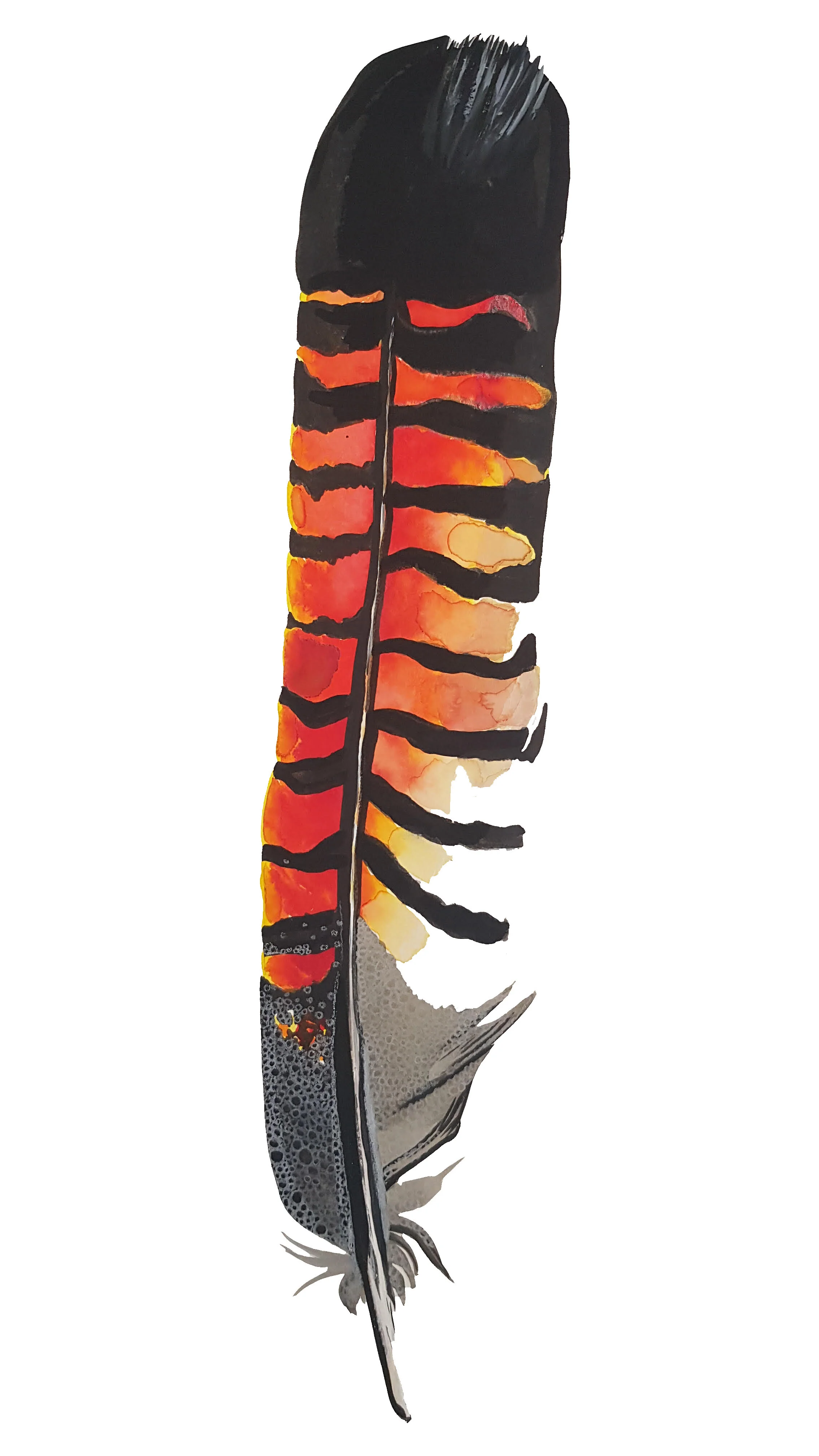 Red Tailed Black Cockatoo Feather Red Tailed Black Cockatoo Feather