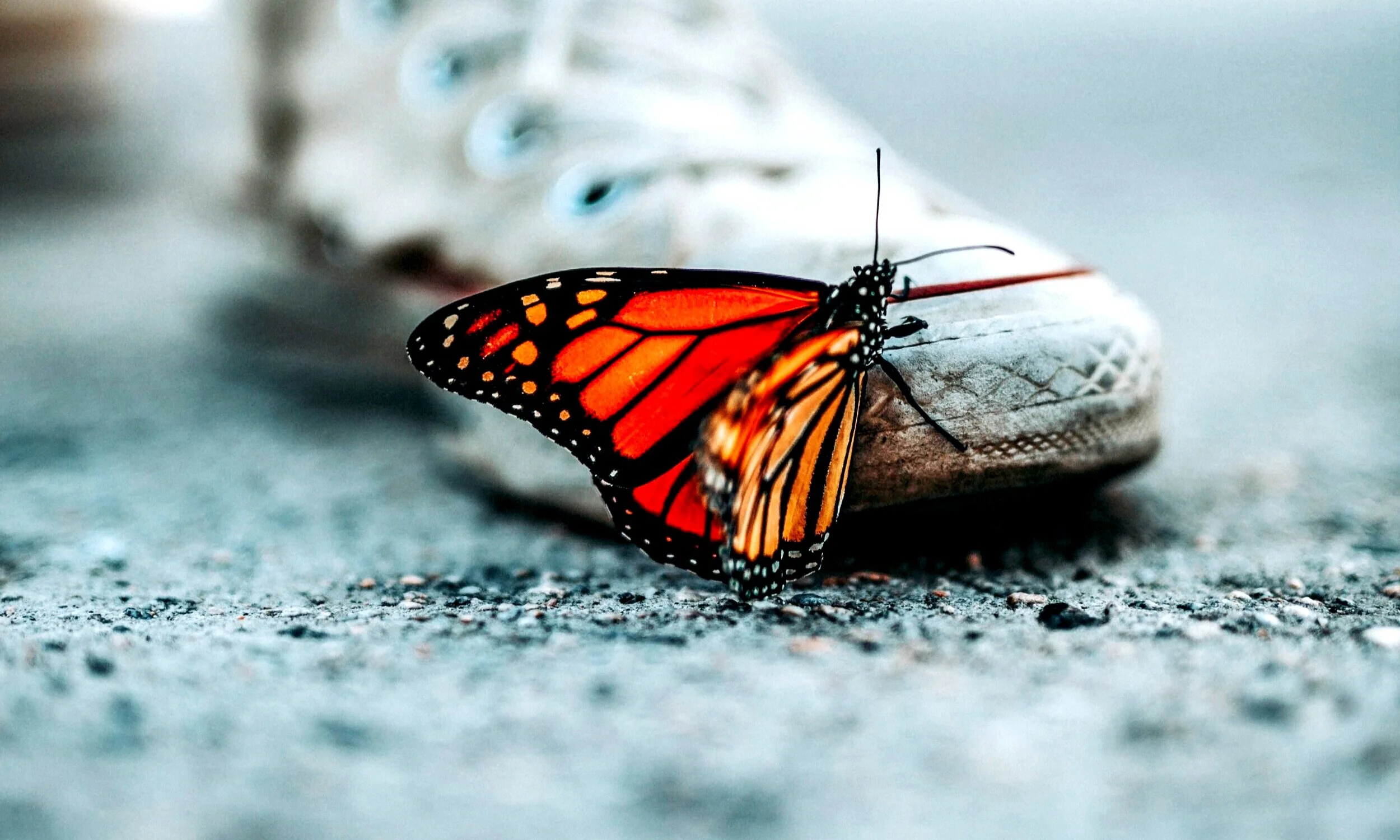 nathan-dumlao-mNLymMqX7iE-unsplash+%281%29.jpg