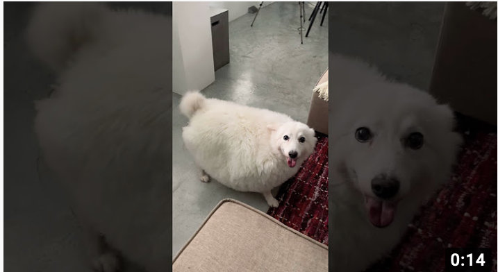 Annette’s latest video reaches 50 MILLION views around the world on Tiktok/IG/9GAG/Weibo