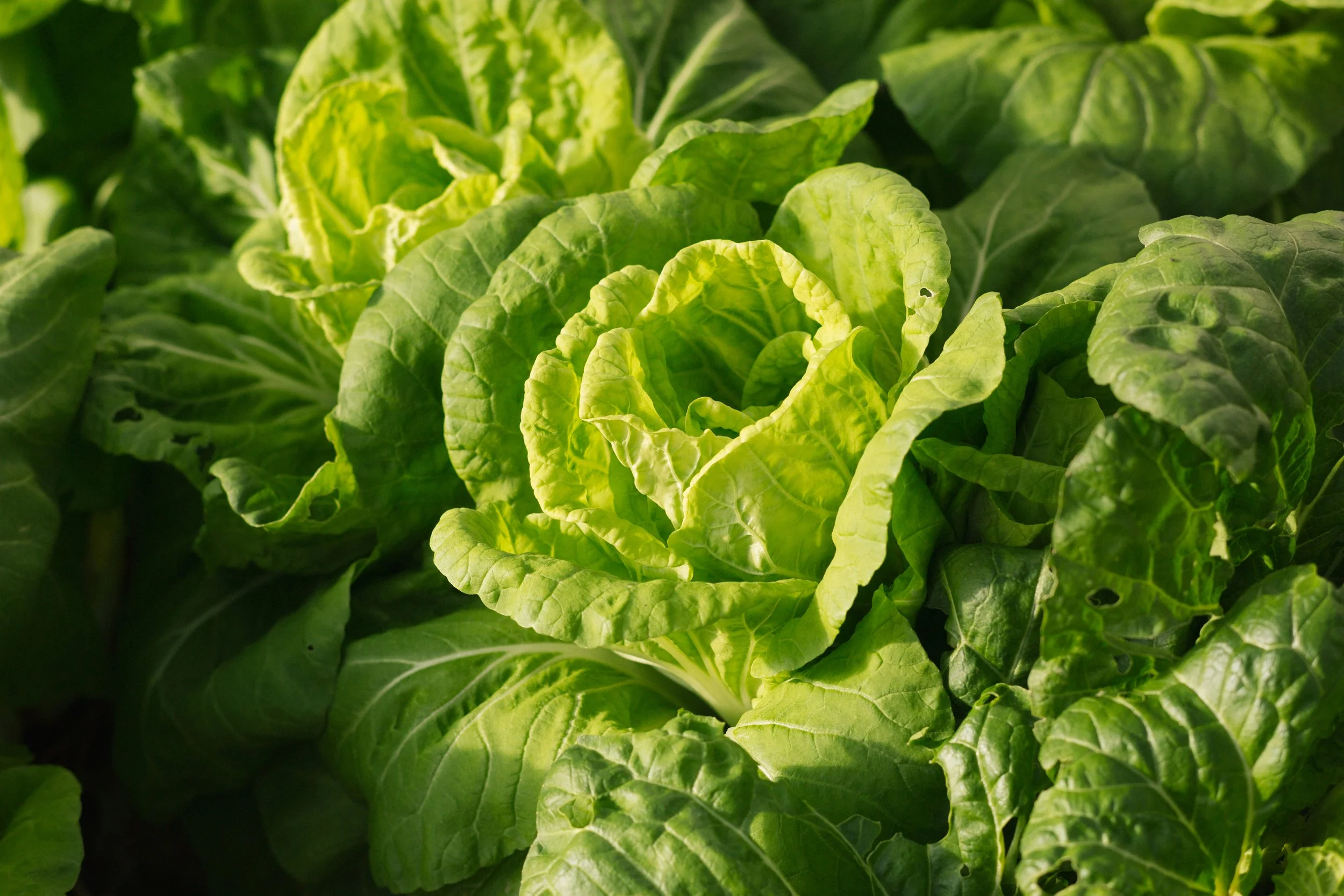 三栗野むぎ農園