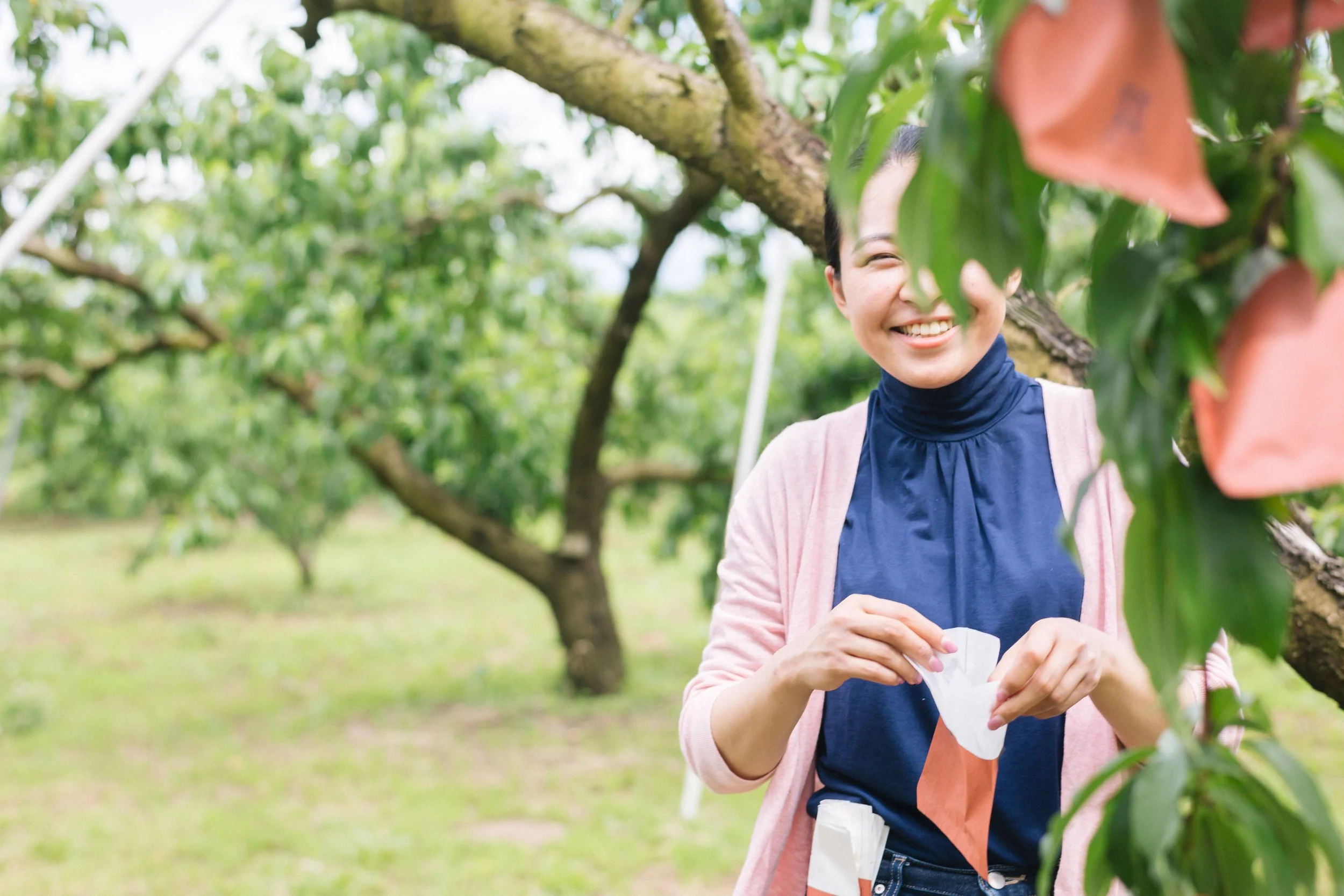 桃の木オーナー制度