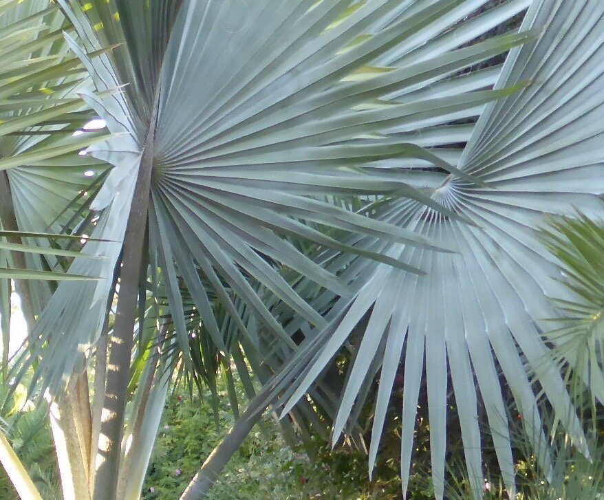  Palm Fronds, Jardin Majorelle 