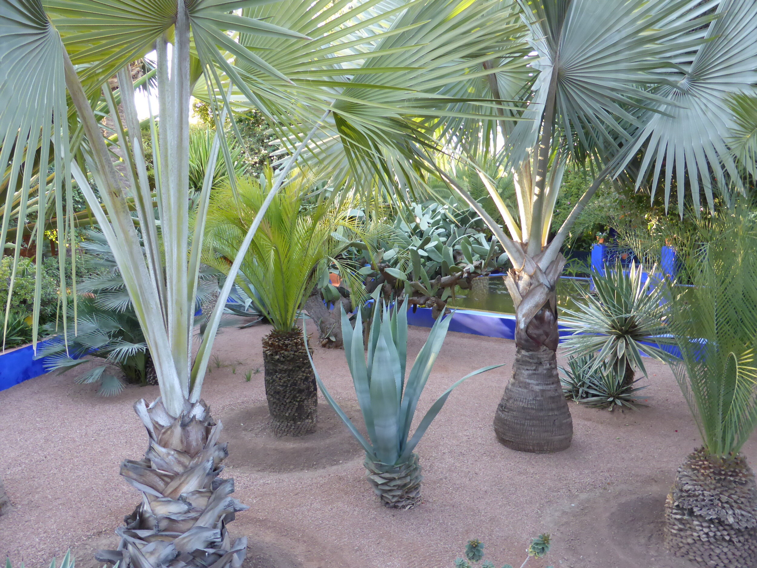 Palms near the Water Lily Pool 