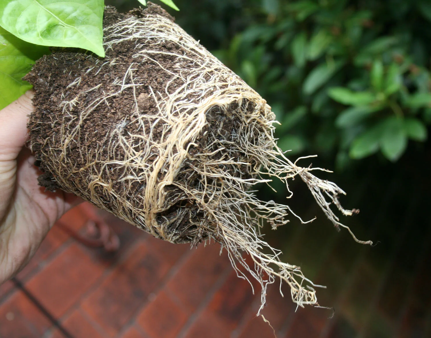 The No Grow Zone where personal development and mental health stagnate - Calderon Medicine Concierge Mental Health Roots growing out of water drain holes