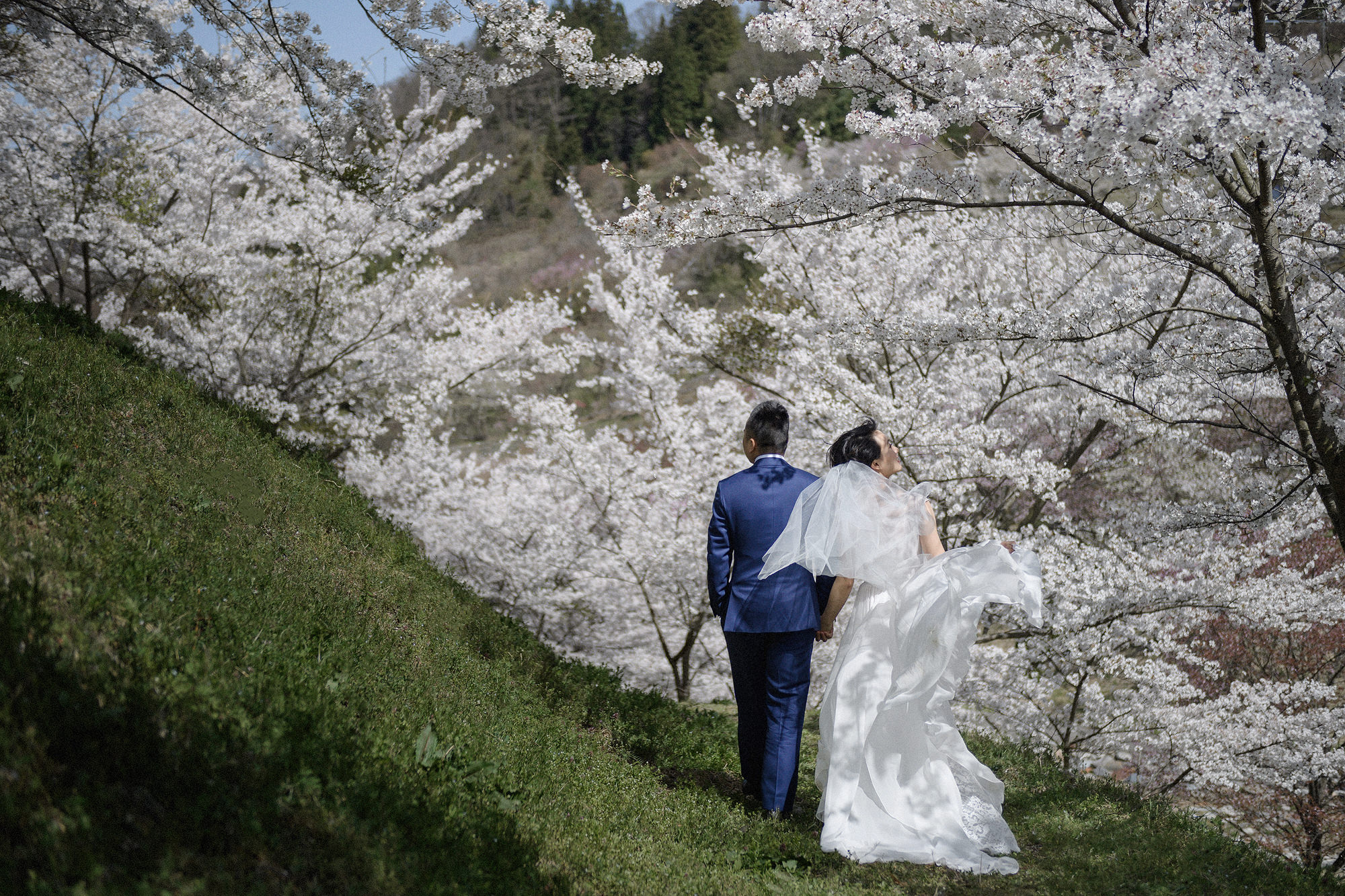 Cherry Blossom Elopement in Japan